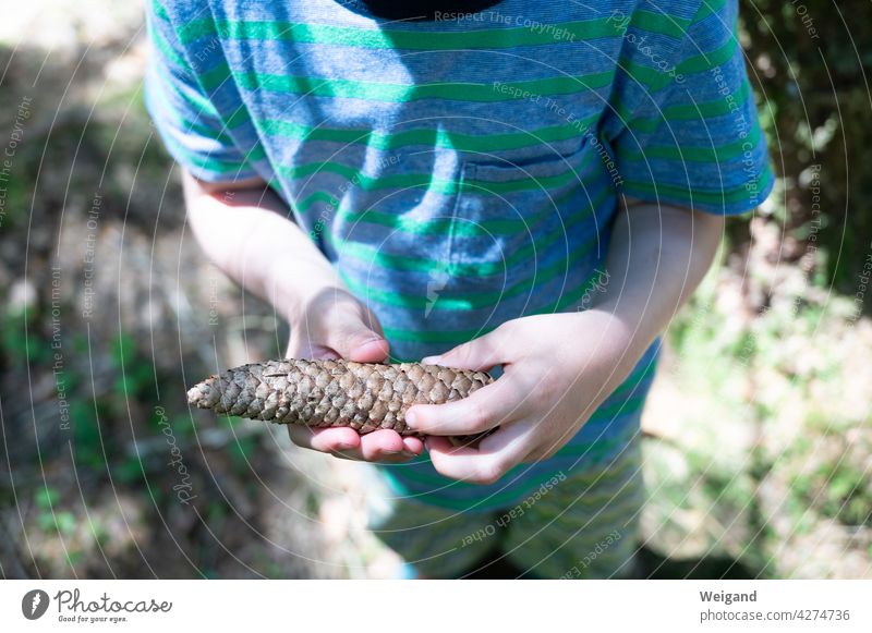 Kind mit Tannenzapfen in der Hand Wald Spaziergang Familie Kleinkind Kindergarten Zapfen Suchen Herbst Sommer Natur Erlebnispädagogik Pädagogik