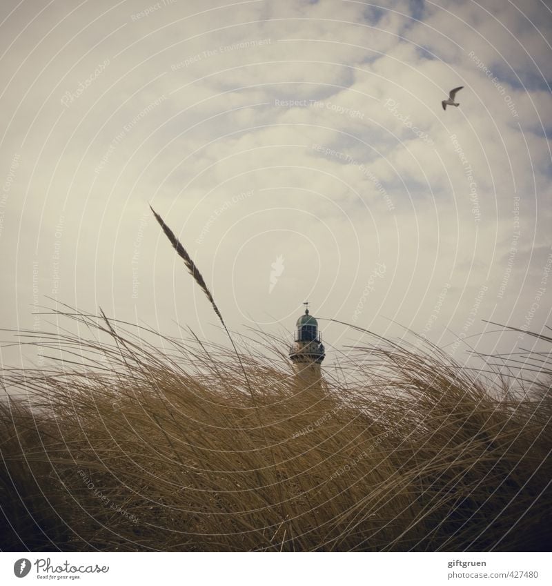 evolutionärer vorteil Umwelt Natur Himmel Wolken Pflanze Gras Küste Strand Ostsee Meer hoch Freiheit Leichtigkeit Sicherheit Überwachung fliegen Leuchtturm