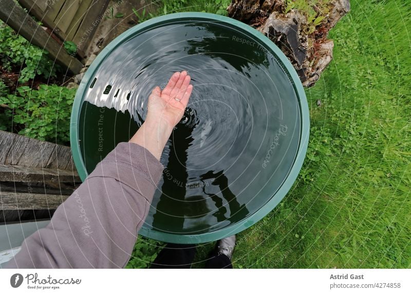 Eine Frau hält sauberes klares Regenwasser aus einer Regentonne in der Hand regenwasser hand frau halten schöpfen regentonne garten gartentonne kaltfrei