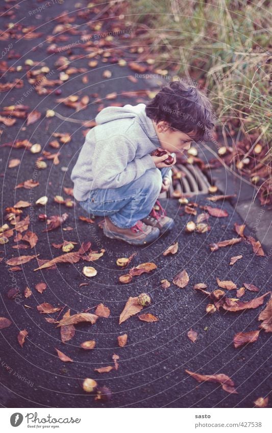 alles genau betrachten maskulin Kind Junge Kindheit Leben 1 Mensch 3-8 Jahre Umwelt Natur Herbst Sammlerstück hocken Blick Neugier Kastanie Sammlung entdecken