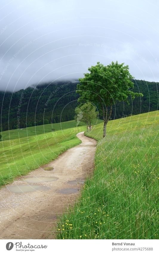 Gerstenhalm Wege & Pfade wandern Schwarzwald grün Wetter Nebel Hochschwarzwald Weide Baum Kurve Zukunft Perspektive Richtung Pflanze na Natur schön Ruhe