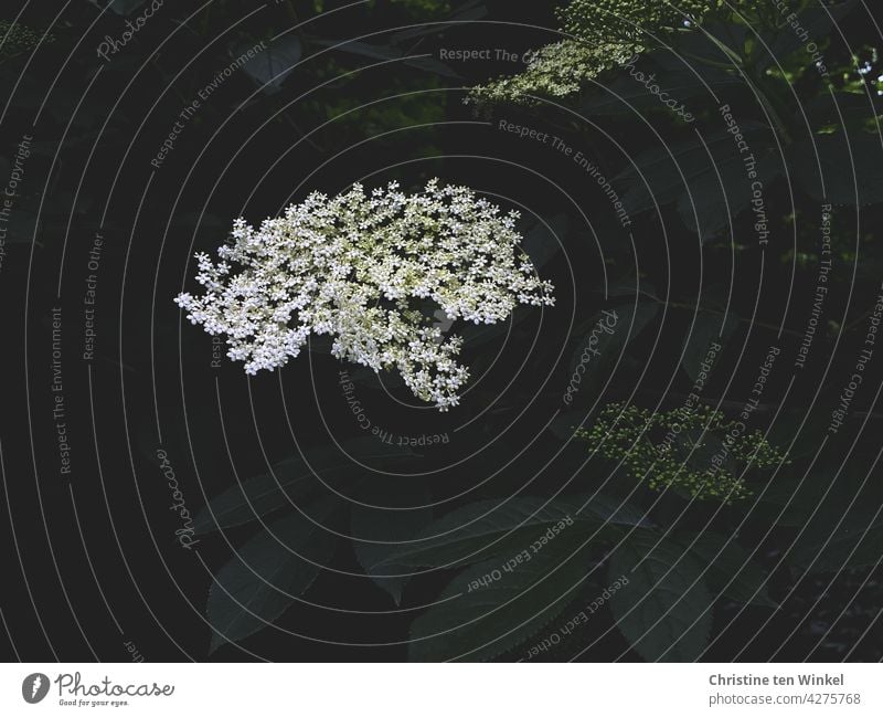 Weiße duftende Blüte des schwarzen Holunders / Fliederbeere / Holler / Sambucus nigra Holunderblüte schwarzer Holunder weiß grün Hollerbusch Fliederbeeren