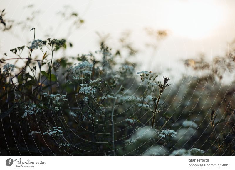 Wildwuchs am Wegesrand Pflanzen Blüten Frühling Sonnenuntergang Gegenlicht Wildpflanze Außenaufnahme Blume Natur Blühend Farbfoto grün natürlich Sommer Garten