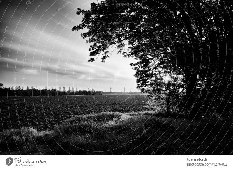 Sonnenuntergang über einem Kartoffelacker Kartoffeln Acker Ackerbau Sonnenuntergangshimmel Sonnenuntergangslandschaft Sonnenuntergangsstimmung Norddeutschland