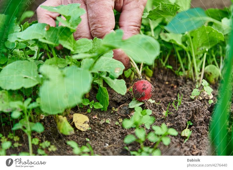 Frische Bio-Rettichernte in Frauenhand Landwirt organisch Lebensmittel Ernte Gartenarbeit natürlich Gemüse frisch Hinterhof Hände Pflanze Gesundheit Hand