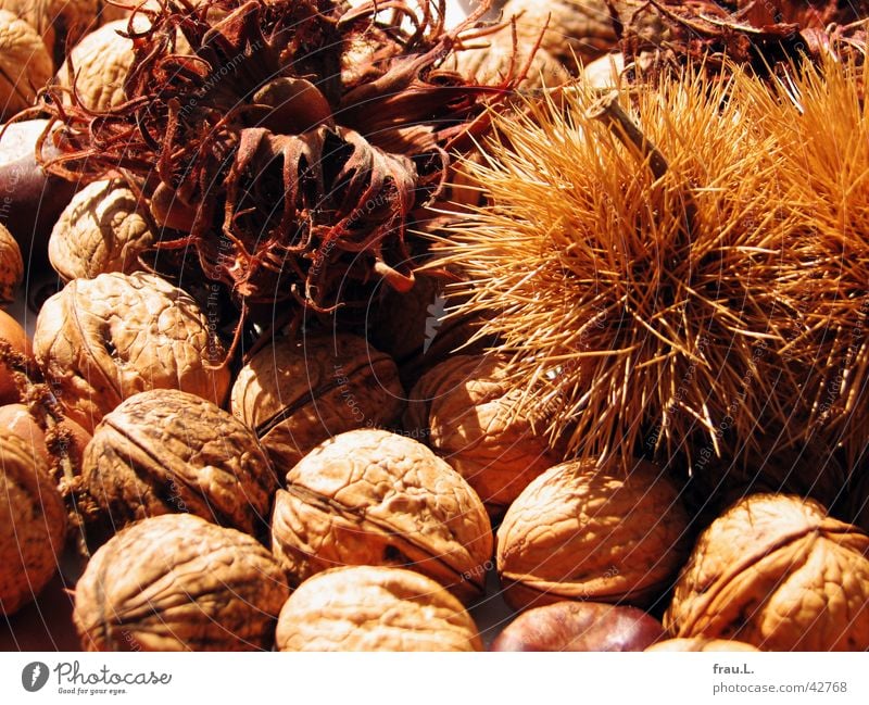 Herbst Walnuss Haselnuss Gesundheit braun Nuss Ernährung Frucht Vegetarische Ernährung Kastanienbaum getrocknet Sonne Stachel