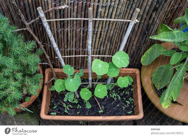 Kapuzinerkresse wächst in einem rechteckigen Terrakotta mit Rankgitter zwischen Salbei und kleinem Nadelgehölz Blätter Pflanze rankend grün Wachstum Natur