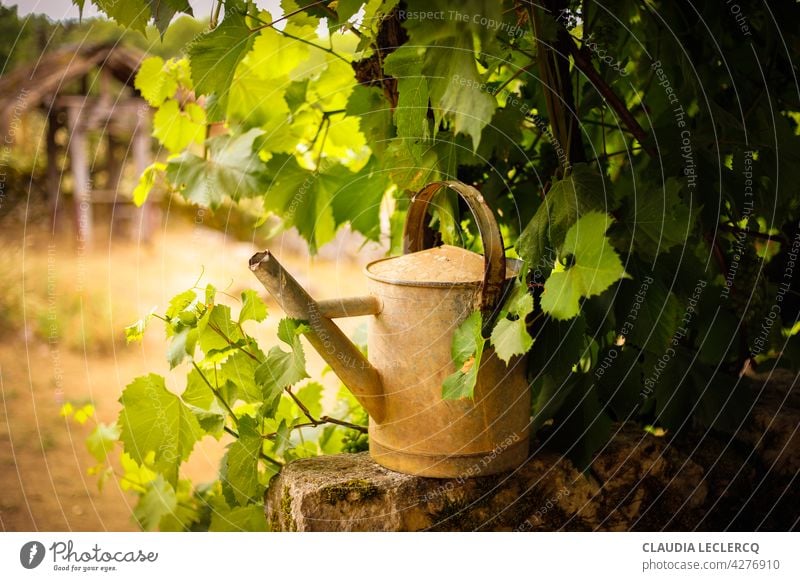 Vintage Gießkanne Vintage-Gießkanne Wasser Garten grün Gartenarbeit Sommer Natur Außenaufnahme Tag Farbfoto Menschenleer Wiese altehrwürdig