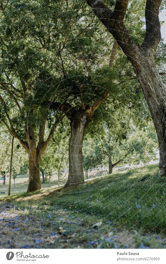 Park Bäume Baum Natur Umweltschutz Wald Außenaufnahme Tanne Forstwirtschaft Landschaft Menschenleer Holz grün Farbfoto Wachstum Tag