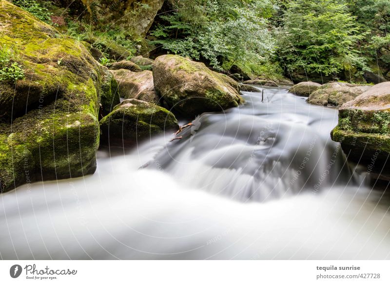 Flow Umwelt Natur Wasser Frühling Sommer Baum Gras Moos Wald Felsen Flussufer Bach Wasserfall Stromschnellen Erholung ruhig fließen Farbfoto Außenaufnahme