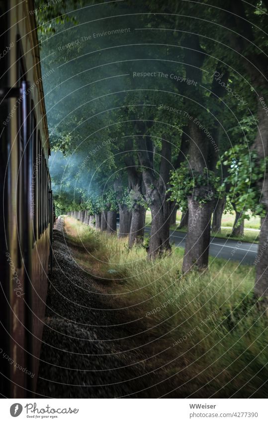 Der kleine Zug stößt Dampfwolken aus, während er an der Allee entlang von Kurort zu Kurort tuckert Bahn Ostsee Straße Lokomotive reisen fahren altmodisch