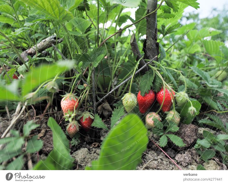 Erdbeerpflanzen und -früchte und Bio-Boden in der Nähe vor der Ernte Erdbeeren Feld Beeren Sommer organisch Frucht Ackerbau frisch Bauernhof reif rot Garten