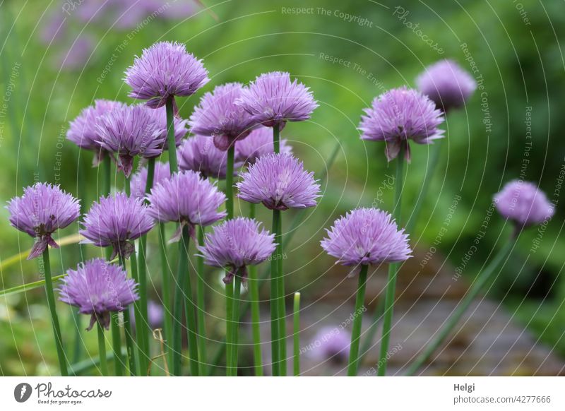 Schnittlauch mit lila Blüten im Garten Lauch Lauchgewächs Fresh Chives Graslauch Binsenlauch Brislauch Gewürz Kulturpflanze Allium Grusenich Jakobszwiebel