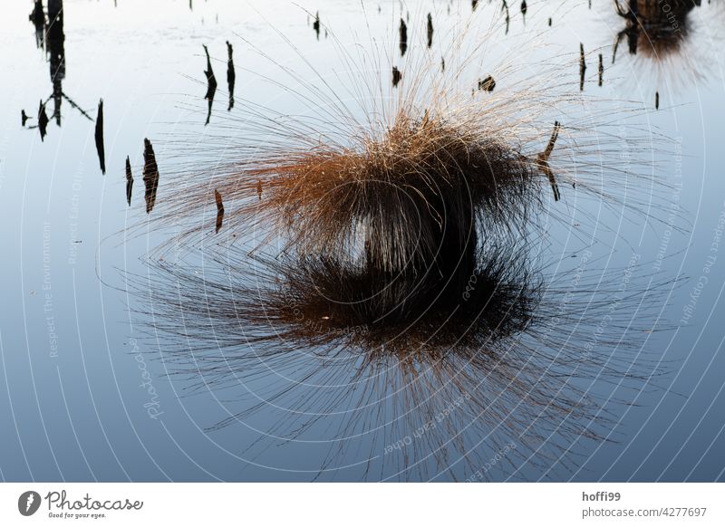 Baumstümpfe und Binsen auf einem Moorsee Hochmoor Sumpf binsengewächs Spiegelung im Wasser Landschaft Pflanze Umwelt Grasbüschel natürlich ruhig Teich