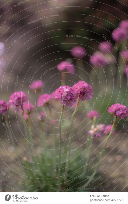 Pink, pink, pink - Strand-Grasnelken mit schwacher Tiefenschärfe rosa grün Blüte Sommer blühen blühend unter Naturschutz Garten natürlich schön Pflanze