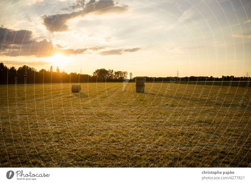 Feld mit Heuballen im Abendlicht Abendsonne Landwirtschaft Pflanzen Getreide Nutzpflanze Wachstum Sommer Menschenleer Ackerbau Natur Ernte Umwelt Landschaft