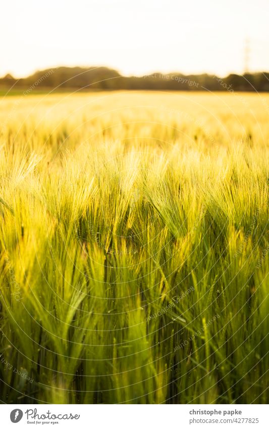 Weizenfeld im Abendlicht Kornfeld Getreidefeld Ähre Feld Abendsonne Ähren Weizenähre Landwirtschaft Pflanzen Gerste Roggen Nutzpflanze Wachstum Sommer