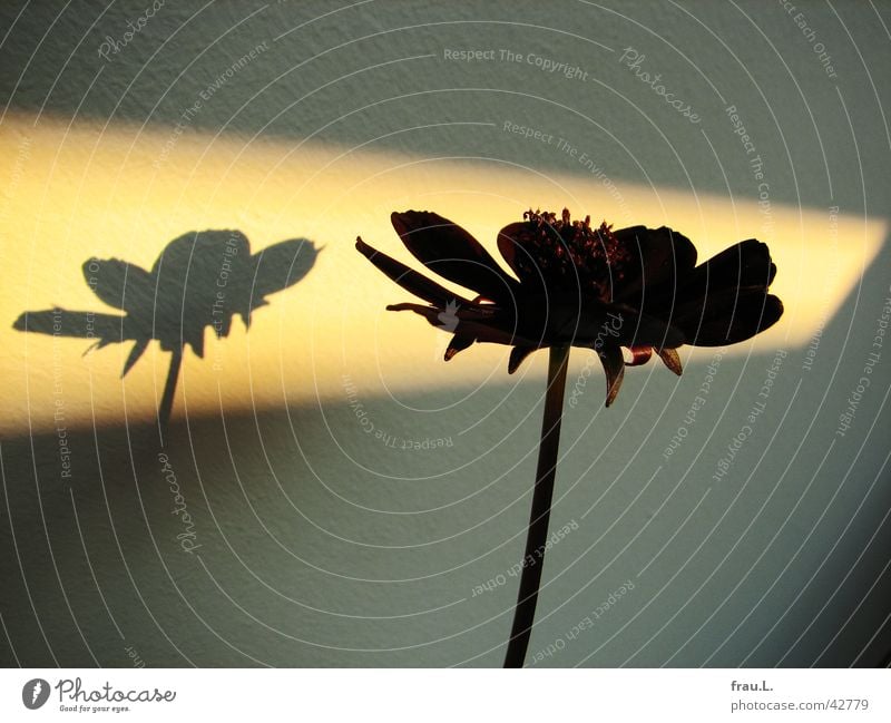 Witwe im Rampenlicht Blume schwarz Licht Sonnenfleck Wand Blüte Stengel Pflanze Blütenblatt rot Dekoration & Verzierung Schatten Natur scabiose witwenblume