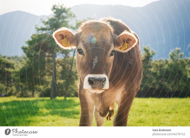 Niedliches sonnenbeschienenes Kalb der Rasse Braunvieh auf einer Almwiese in den Bergen, Mieming, Tirol, Österreich Kuh Wade Tier Baby Natur braun Bauernhof