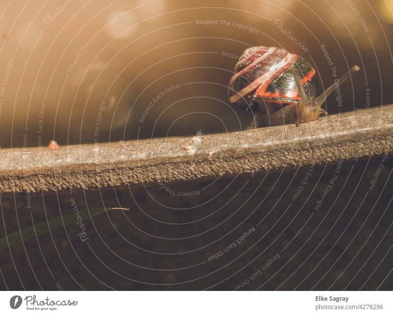 Schnecke am Rand... Weichtier Fühler Schneckenhaus Nahaufnahme Außenaufnahme Schleim Natur Auge Glätte