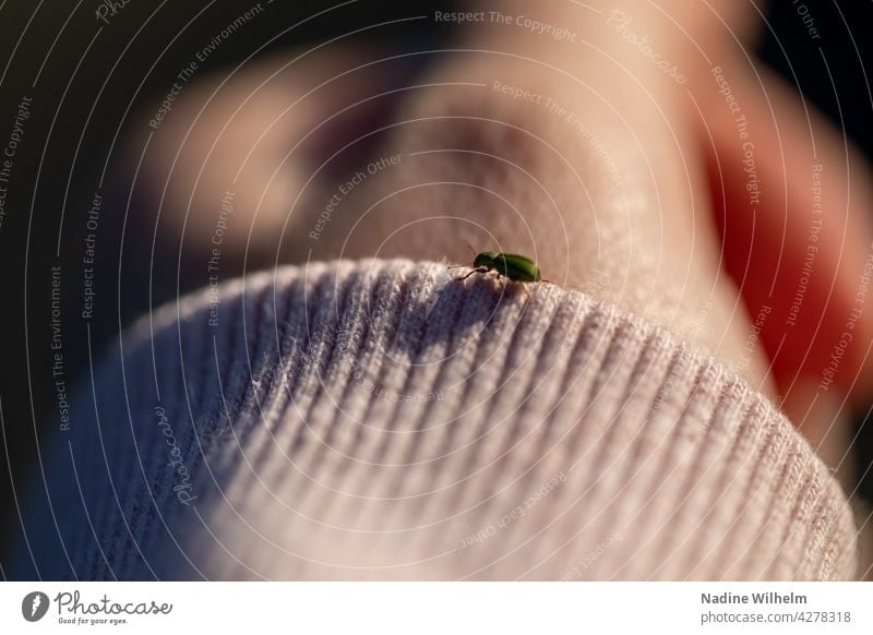 Grüner Käfer auf Ärmel Insekt Makroaufnahme Natur Nahaufnahme krabbeln Farbfoto grün klein Außenaufnahme Schwache Tiefenschärfe Hand Tag Ärmelrand Umwelt