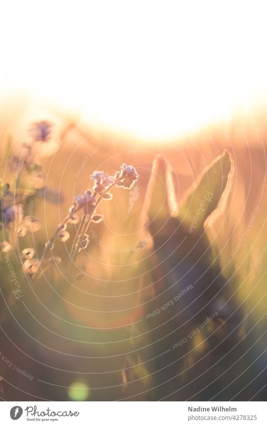 Wildblumen im Sonnenuntergang Blume Natur Blüte natürlich blühen Pflanze Sommer Wildpflanze Unschärfe Tageslicht natürliches Licht blühende Blume nah