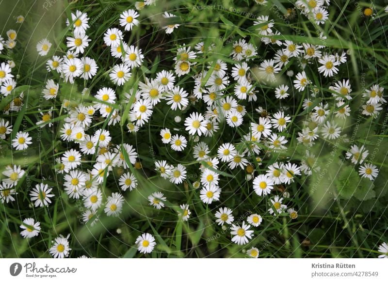 gänseblümchenwiese tausendschön blumenwiese gräser blüten blühen wiesenblumen wildblume pflanze grün draußen natur lebensraum frühling sommer herbst jahreszeit