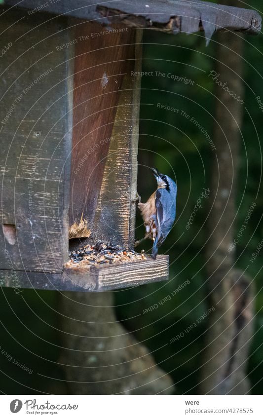 Kleiber pickt nach Futter in einem Vogelfutterhäuschen Tier Textfreiraum Fliege Lebensmittel Wald Natur niemand zu picken Singvogel Flügel