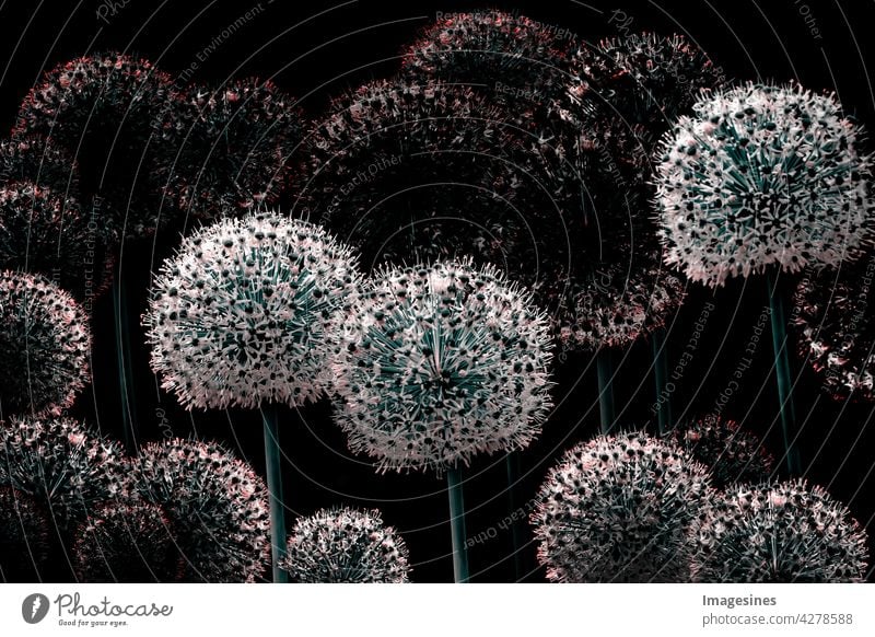 Zierlauch Blütenbälle aus natürlichen Wildblumen Allium giganteum. Zerbrechliche, zarte Gartenblumen in voller Blüte isoliert auf Schwarz. Blumenhintergrund Vintage Bouquet Kreative Kunst. Natürliche Mustertapete Vorlage