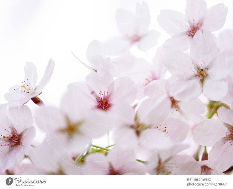 Kirschblüten Kirschbaum Baum Blume Blüte Frucht Obstbaum Fruchtblume blühender Baum Blütezeit Frühling rosa weiß weich abschließen Makro zerbrechlich filigran