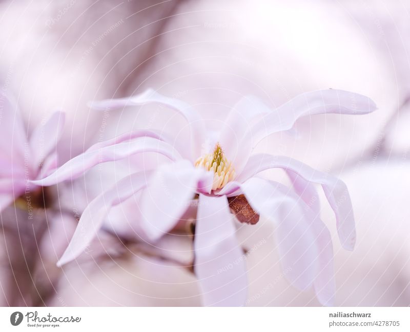 Magnolie magnoliaceae Magnolienblüte Magnolienbaum Blütezeit Überstrahlung Frühling blühender Magnolienbaum blühender Baum fineart weich Weichzeichner träumen