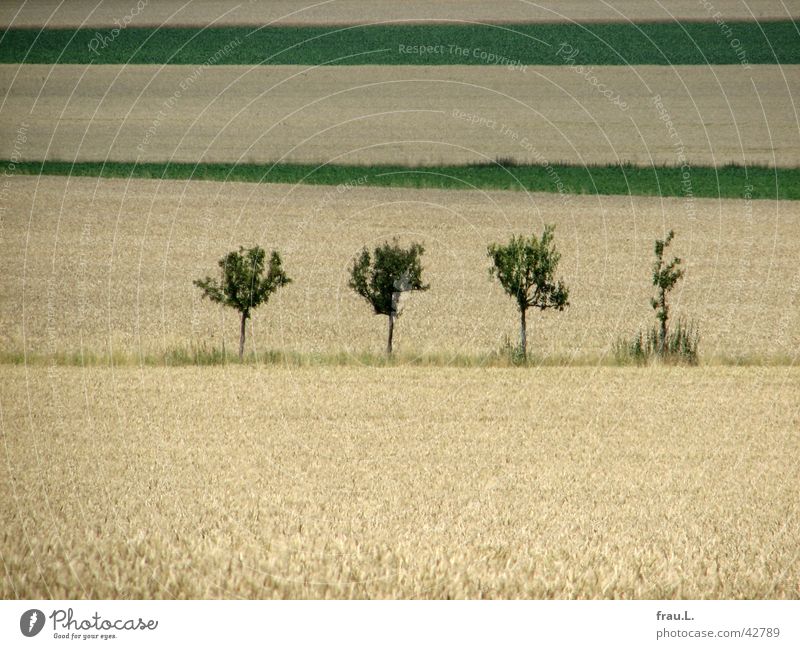 4 Apfelbäume Degersen Getreide Baum Feld Wege & Pfade schön Apfelbaum Weizenfeld Kornfeld Fußweg Niedersachsen letze tage Farbfoto