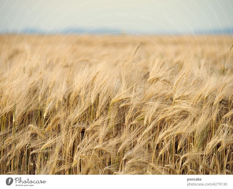 mohnloser montag Getreide Brot Mehl Ernährung Nahrung reif Korn Horizont Schwäbische Alb Feld Kornfeld Landwirtschaft Ähren Getreidefeld Ernte Lebensmittel