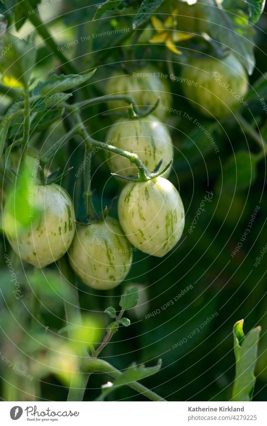 Grüne Kirschtomaten am Rebstock Tomate grün Tomaten Veggie Gemüse Veganer Vegetarier Lebensmittel reif reifen Reifung Garten Gartenarbeit Ackerbau