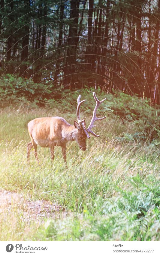 ein freilebender Hirsch weidet auf saftigem Gras im schottischem Wald Rothirsch Edelhirsch Schottland Rotwild friedlich Freiheit ländlich begegnen Hirschgeweih