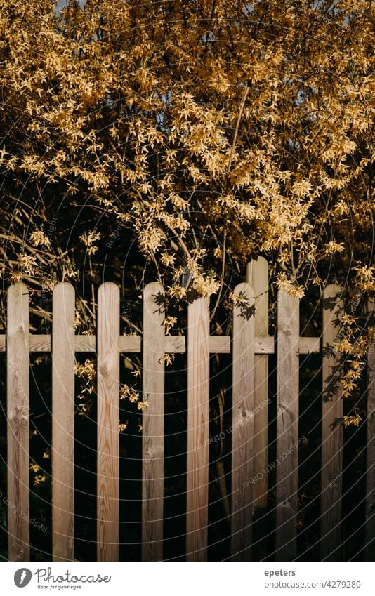 Gelbe Blüten über einem Gartenzaun in der Abendsonne gelb gelbe blüte Zaun grün Außenaufnahme Farbfoto Pflanze Natur Abendlicht Sonne Sonnenlicht warm