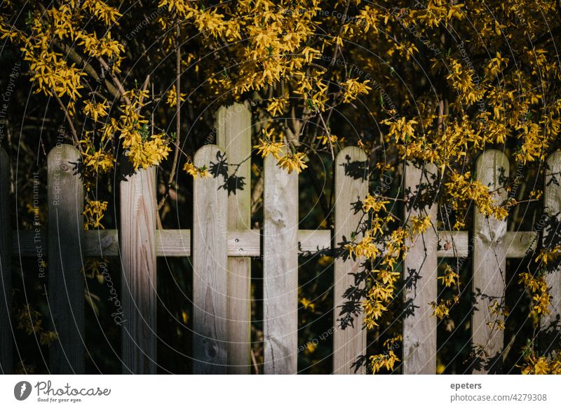 Gelbe Blüten über einem Gartenzaun in der Abendsonne gelb gelbe blüte Zaun grün Außenaufnahme Farbfoto Pflanze Natur Abendlicht Sonne Sonnenlicht warm