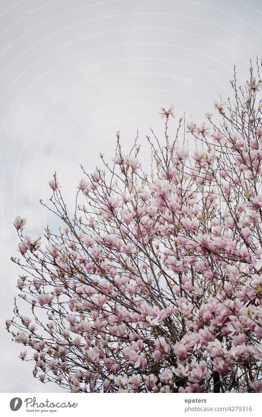 Blühende Magnolie gegen einen bewölkten Himmel Magnolienblüte Frühling Blüte rosa Natur Magnolienbaum Baum schön Pflanze Magnoliengewächse Farbfoto