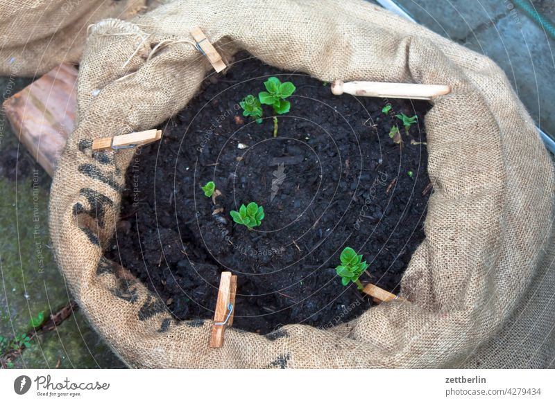 Kartoffelsprößlinge kartoffel kartoffelpflanze kartoffelsprößling sack kartoffelsack garten kleingarten balkon erde muttererde kompost zucht anzucht frühbeet