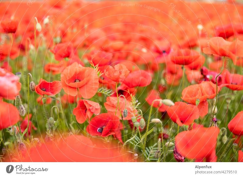 schon wieder Mohntag.... Blume Blüte Feld Klatschmohn rot Sommer Wiese Pflanze Mohnblüte Mohnfeld Natur Farbfoto roter mohn Menschenleer intensiv viele