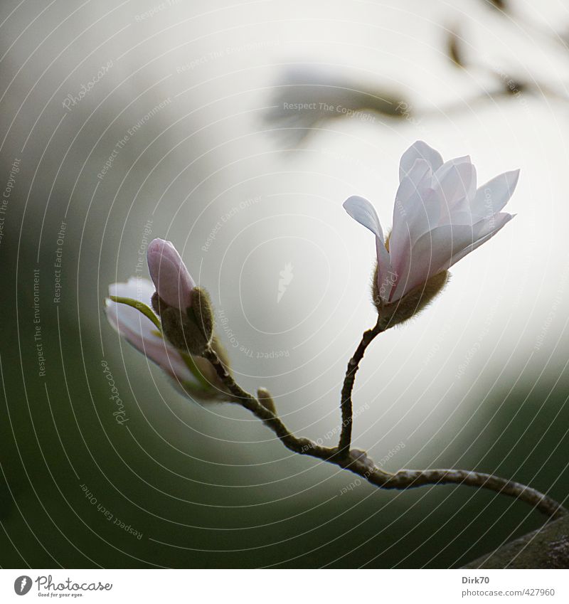 Magnolia Melancholica Pflanze Frühling Sträucher Blüte exotisch Magnoliengewächse Magnolienblüte Stern-Magnolie Zweig Ast Blütenknospen Garten Park Blühend