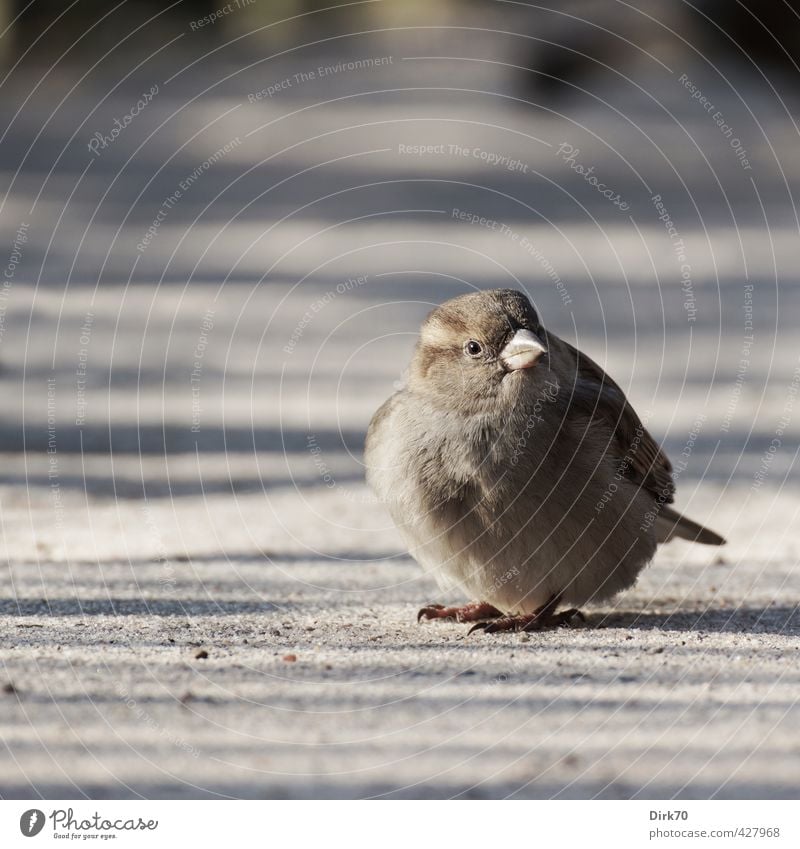 Federball 'mal anders Tier Schönes Wetter Park Wege & Pfade Wildtier Vogel Spatz Sperlingsvögel Haussperling Weibchen feminin 1 Sand beobachten frieren sitzen