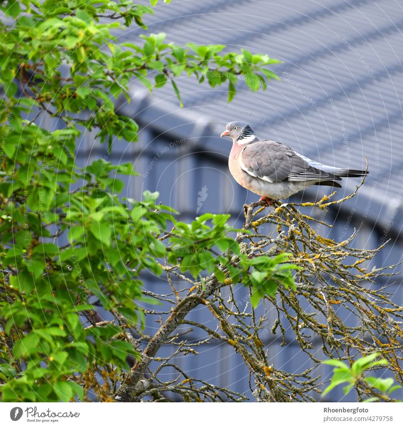 Eine Ringeltaube beobachtet am Abend den Sonnenuntergang und sichert sich einen Schlafplatz ringeltaube wildtaube feldtaube vogel fliegen columba palumbus