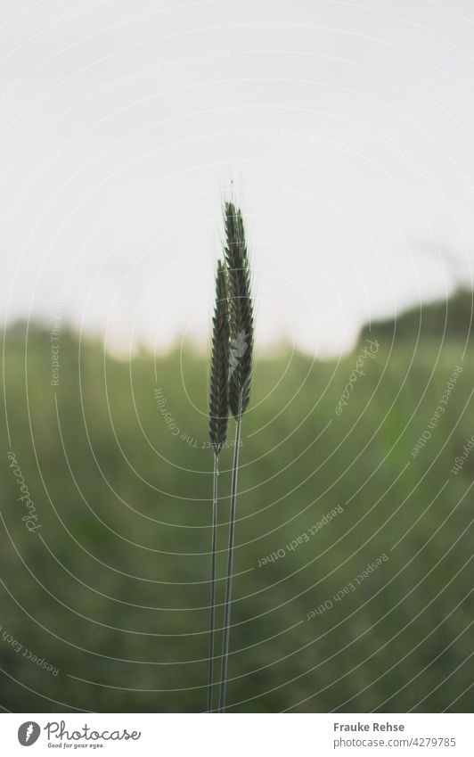 Zwei Weizenähren im Abendlicht Weichweizen Ähre zwei grün heller Hintergrund anschmiegen aneinander zusammen Ruhe Abendstimmung Getreide Feld Ähren Sommer