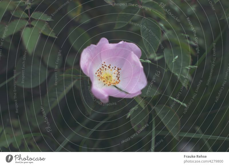 Ein zart rosa Dornröschen Dornrose Heckenrose Hundsrose blühen Blüte Sommer Garten Blume geöffnet gelb grün Natur