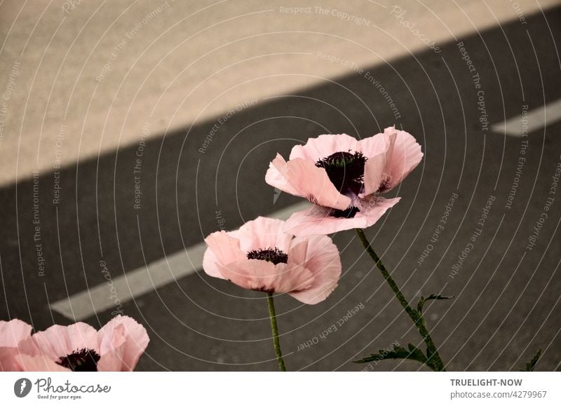 Direkt neben der Straße hat der Juni-Wind drei tapfere Mohnblumen - die ihr sonst knallrotes Kostüm weil Sonntag ist mit feinen zartrosa Kleidchen vertauscht haben - leicht zerzaust