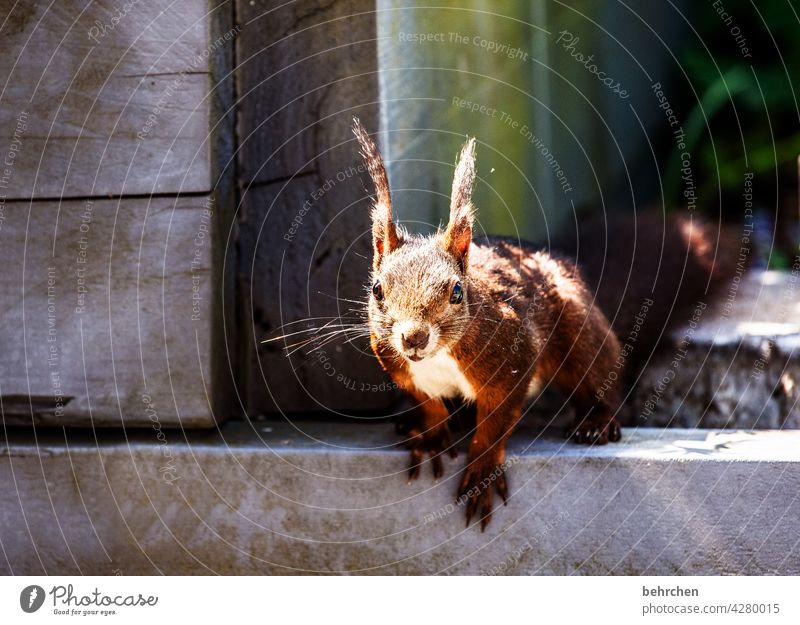 moinsen dude Frechdachs Nagetiere Natur Fell Wildtier lustig klein frech Garten Eichhörnchen beobachten Neugier Außenaufnahme Menschenleer niedlich Tierliebe