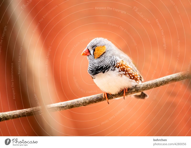 so müd schlafen Müdigkeit Tiergesicht Wildtier Gefieder Baum Natur Ast niedlich Flügel Federn Vogel Zebrafink Fink außergewöhnlich exotisch fantastisch schön