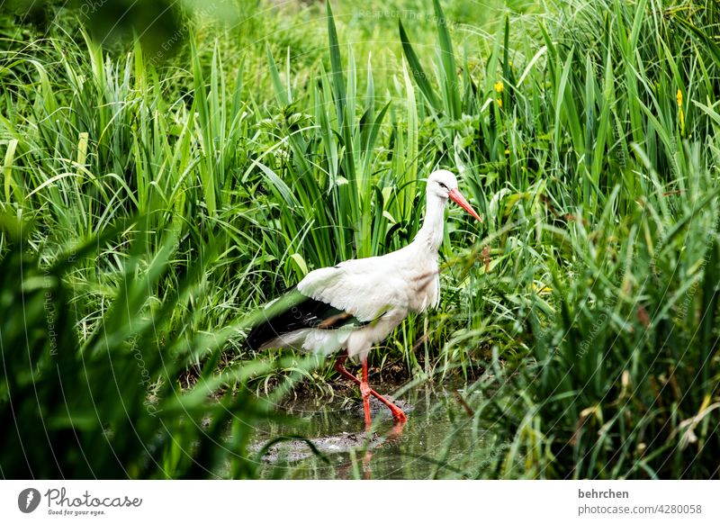 beobachtet Nahaufnahme Tierporträt Sonnenlicht Kontrast Außenaufnahme weiß Farbfoto Licht schön Vogel Nahrungssuche Menschenleer Wildtier Schnabel Natur Fressen