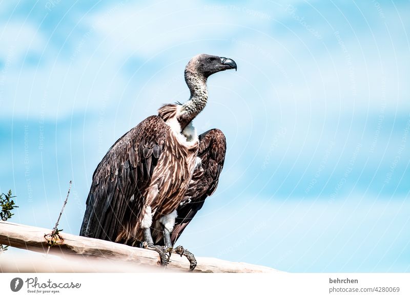 fliegen, ähm, kann ick och Blauer Himmel beeindruckend Luft hoch oben außergewöhnlich Schnabel Vogel besonders Freiheit fantastisch Wildtier Tier Federn